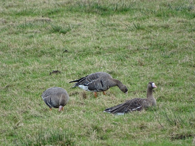 华莱士就是 华莱士就是
