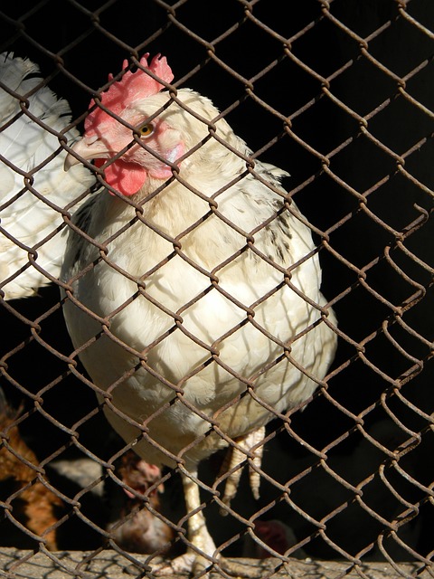 会由普劳斯 会由普劳斯